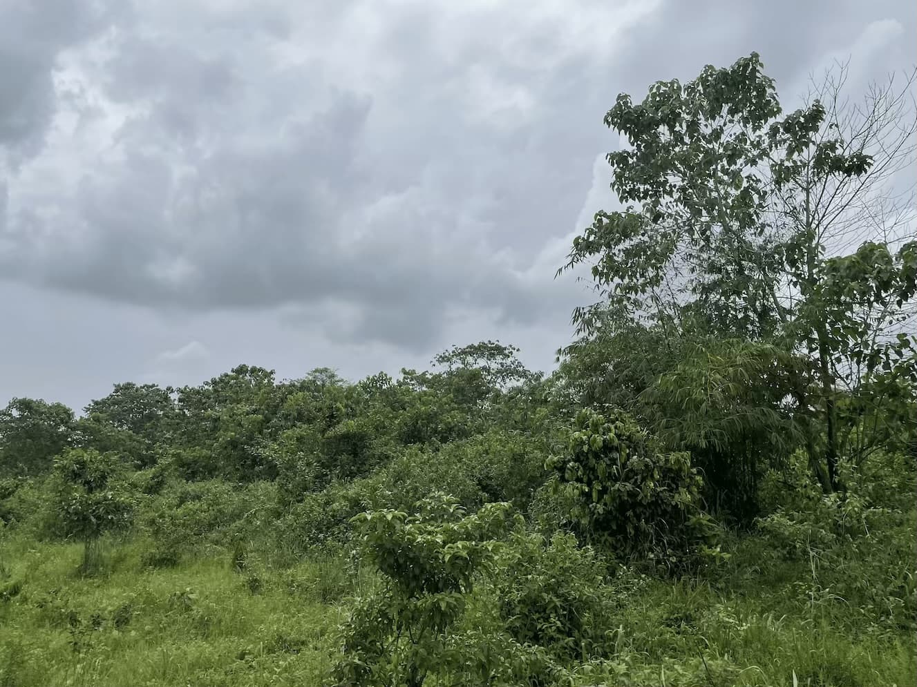 Eastlake Garden Estate (Phase 3)
